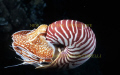   Nautilus pompilius.Taken LIFOU island New Caledonia night dive.Very rare prehistorycal animal who lives very deep so had chance meet pompilius. pompilius dive. dive  